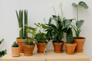 Top 6 Plants Every Plant Lover Should Have: The Ultimate Guide